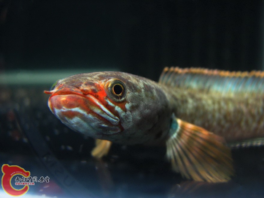 snakehead03.jpg