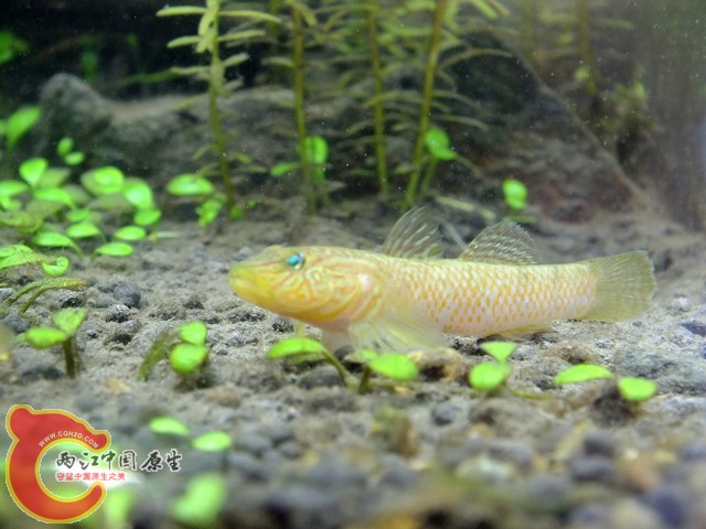 刚入缸的母鱼
