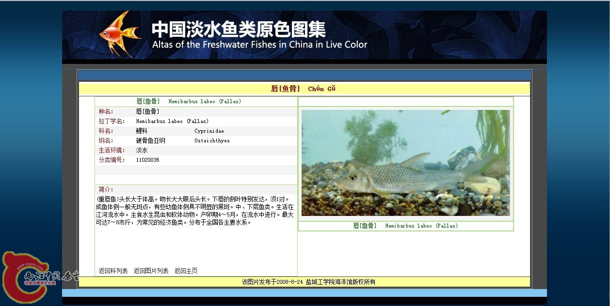 鱼骨.jpg