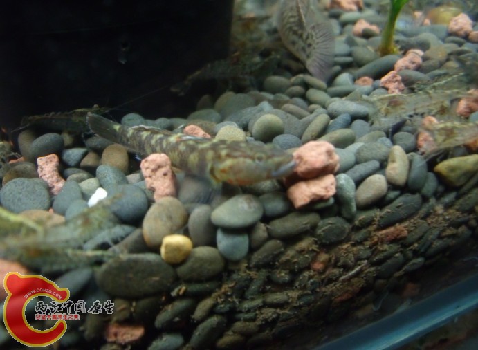 不知名的虾虎鱼