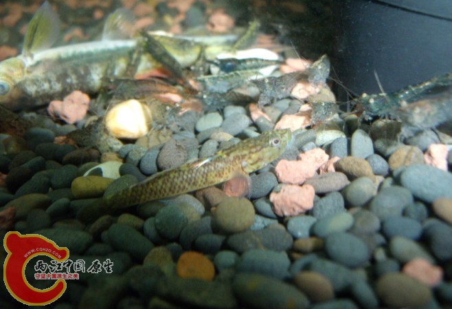 不知名的虾虎鱼