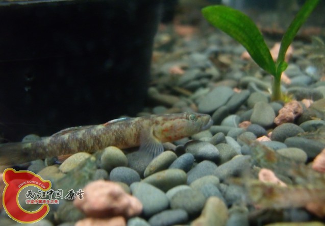 不知名的虾虎鱼