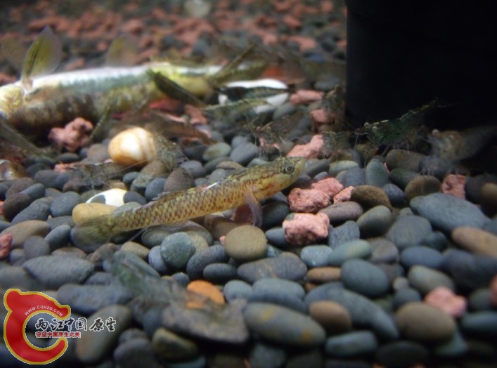 不知名的虾虎鱼