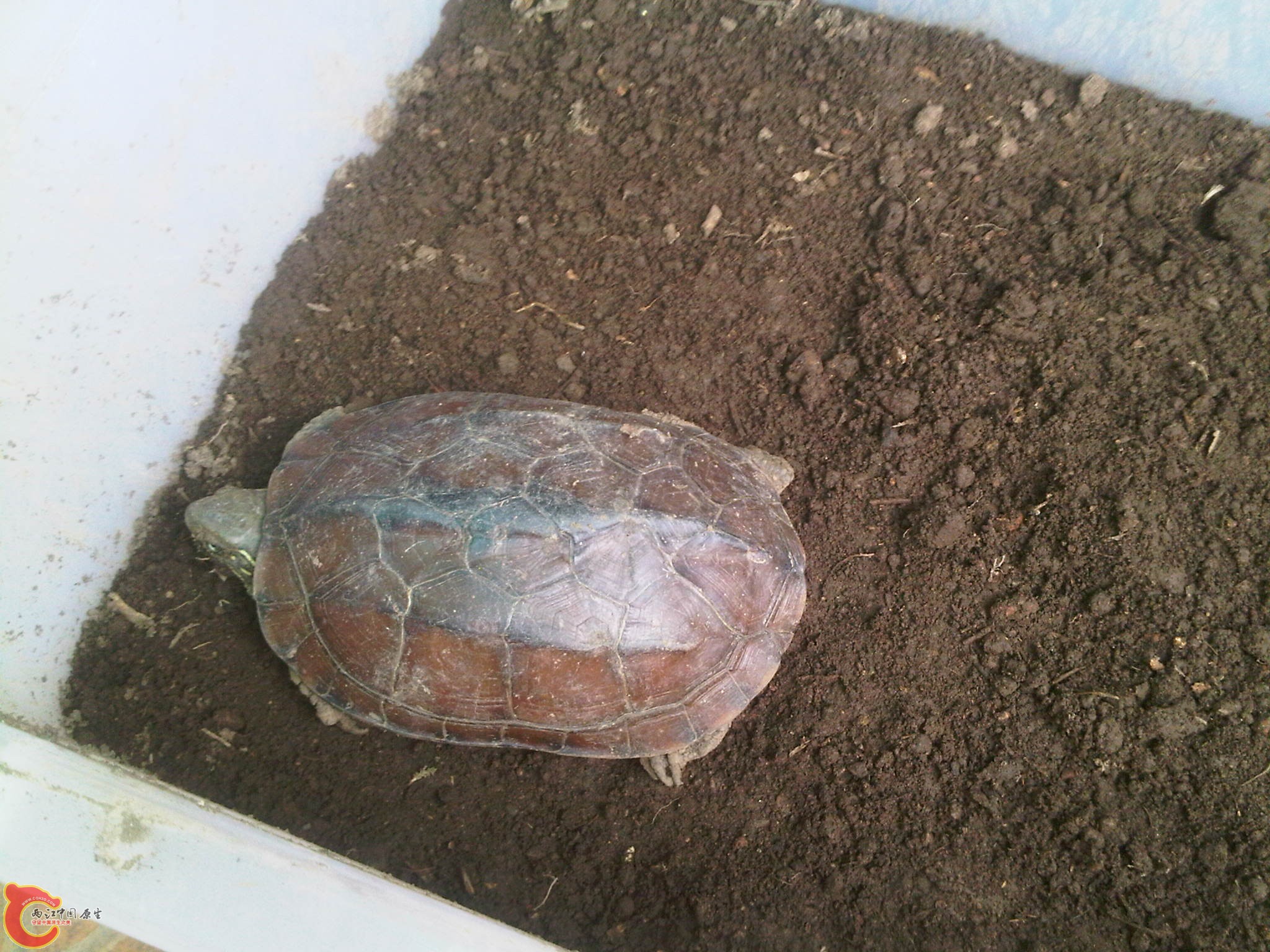 IMG00299-20110628-0902.jpg