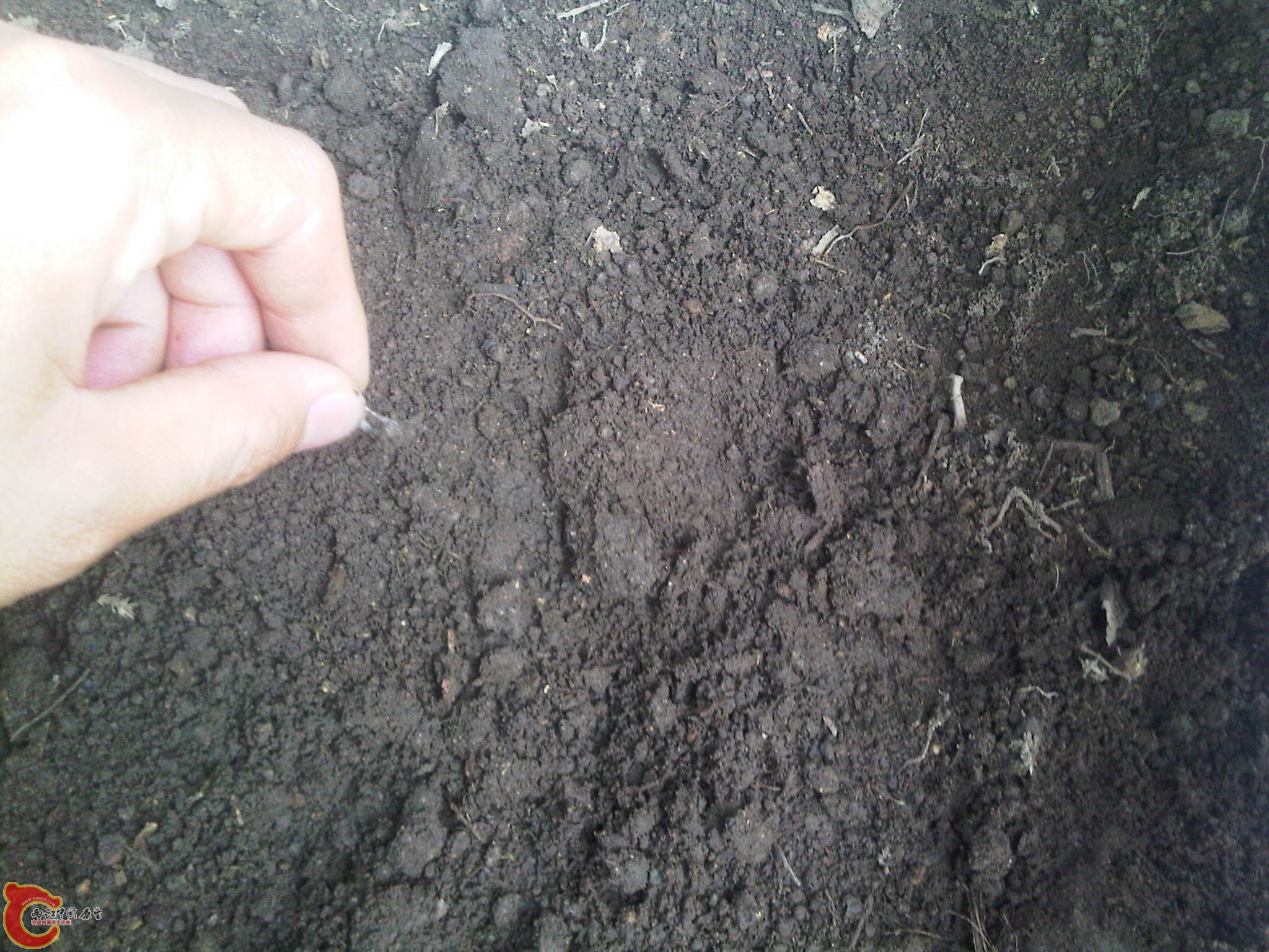 IMG00301-20110628-0903.jpg