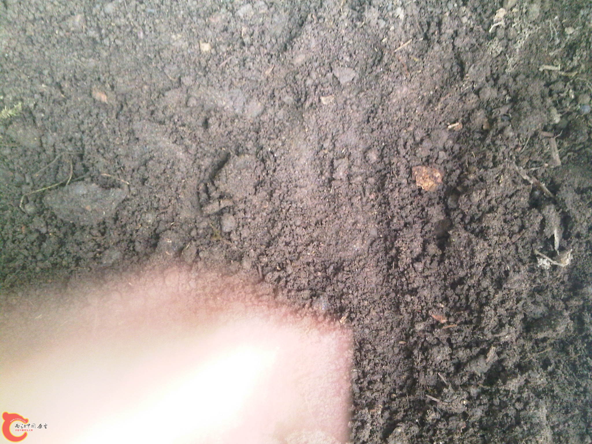 IMG00302-20110628-0903.jpg