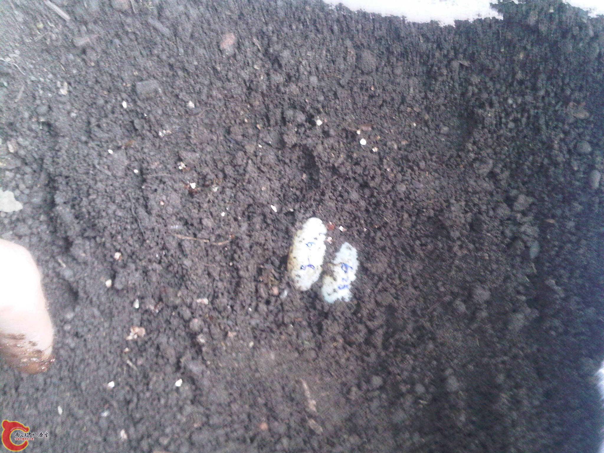 IMG00304-20110628-0913.jpg