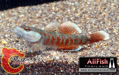 Rhinogobius zhoui.jpg