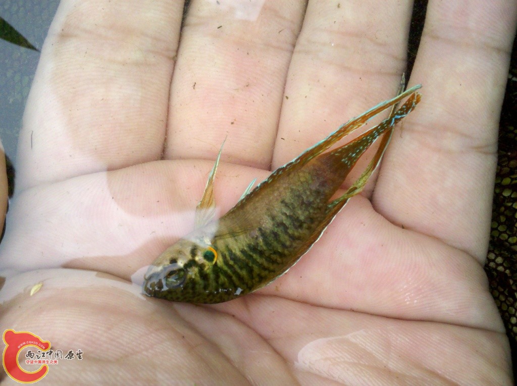 2011-07-02_12-07-34_783.jpg