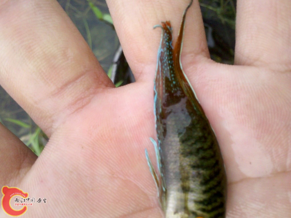 2011-07-02_12-07-53_274.jpg
