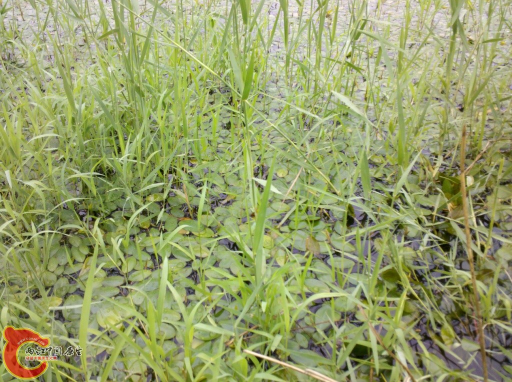 2011-07-02_12-38-37_108.jpg