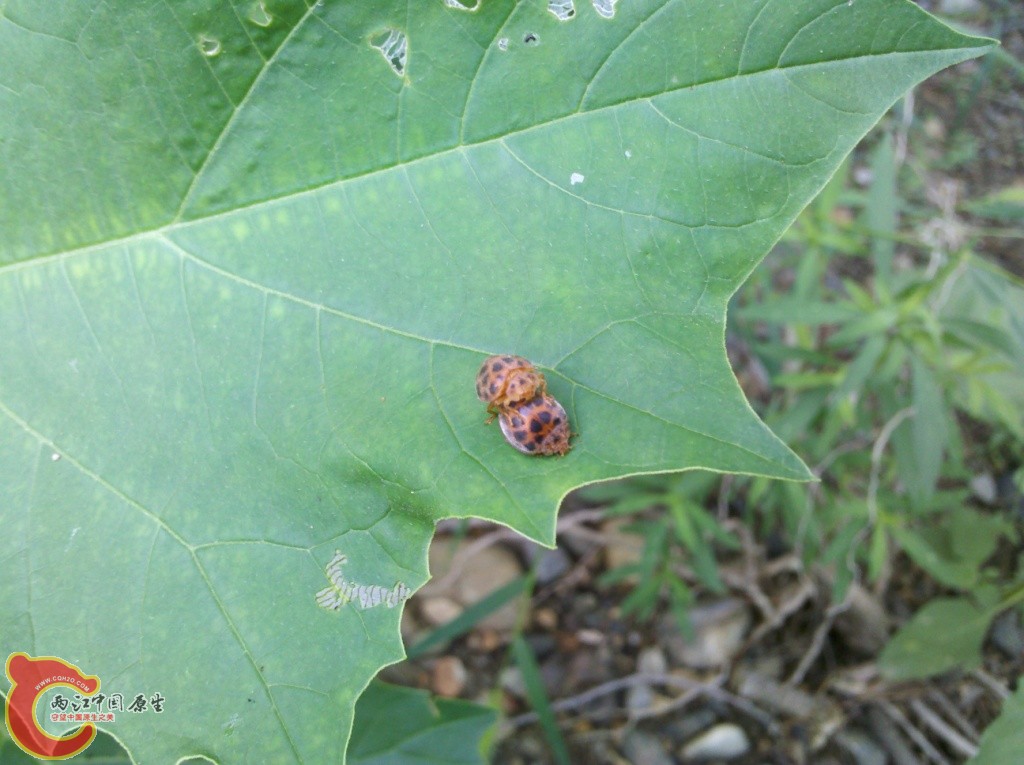 2011-07-02_12-46-32_585.jpg