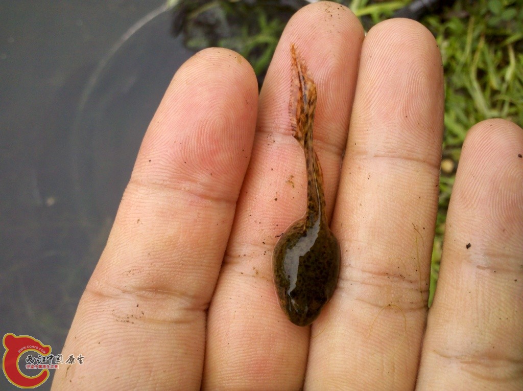 2011-07-02_12-59-51_788.jpg