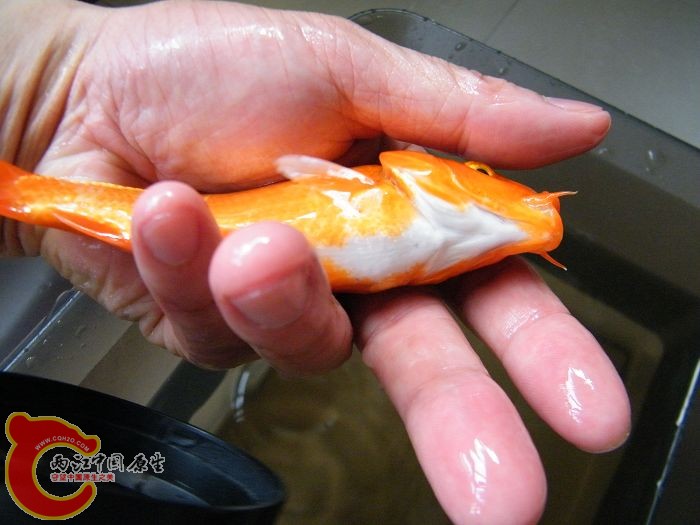 DSCF5954.JPG