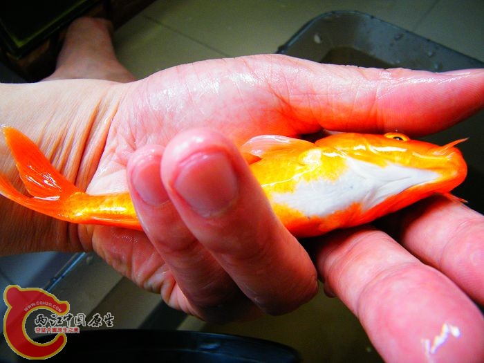 DSCF5955.JPG