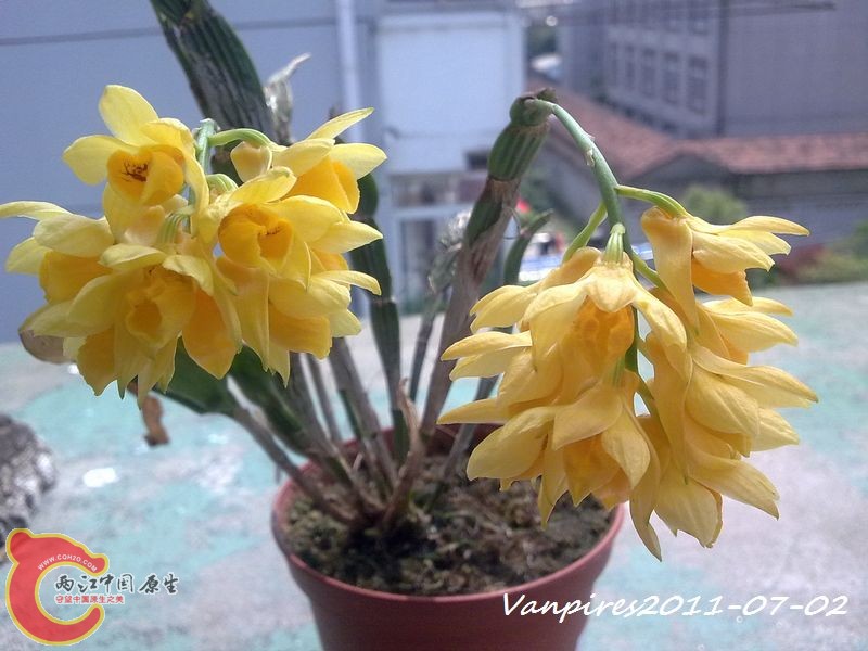 20110702374　具槽石斛.jpg