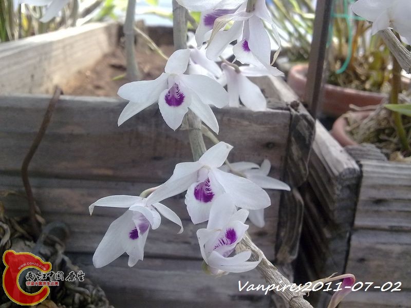 20110702365　Den.transparens紫婉石斛.jpg