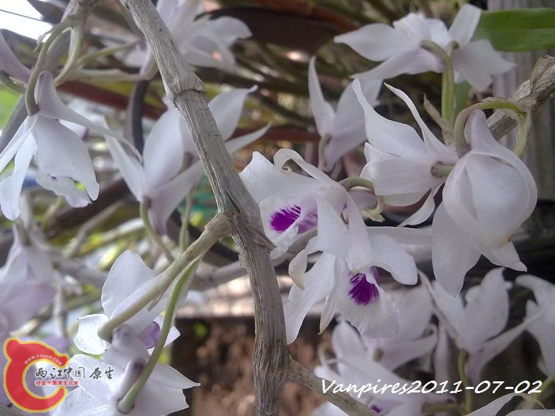 20110702383　Den.transparens紫婉石斛.jpg