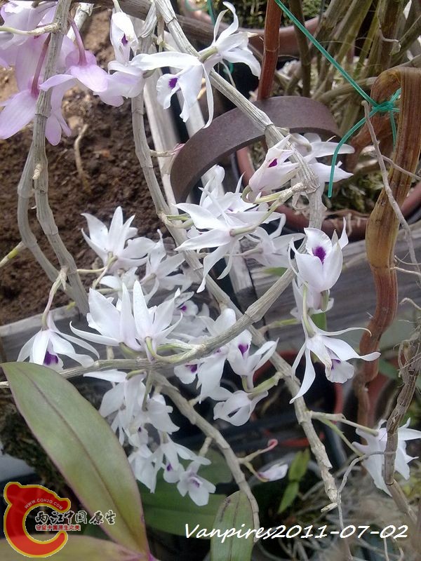 20110702385　Den.transparens紫婉石斛.jpg