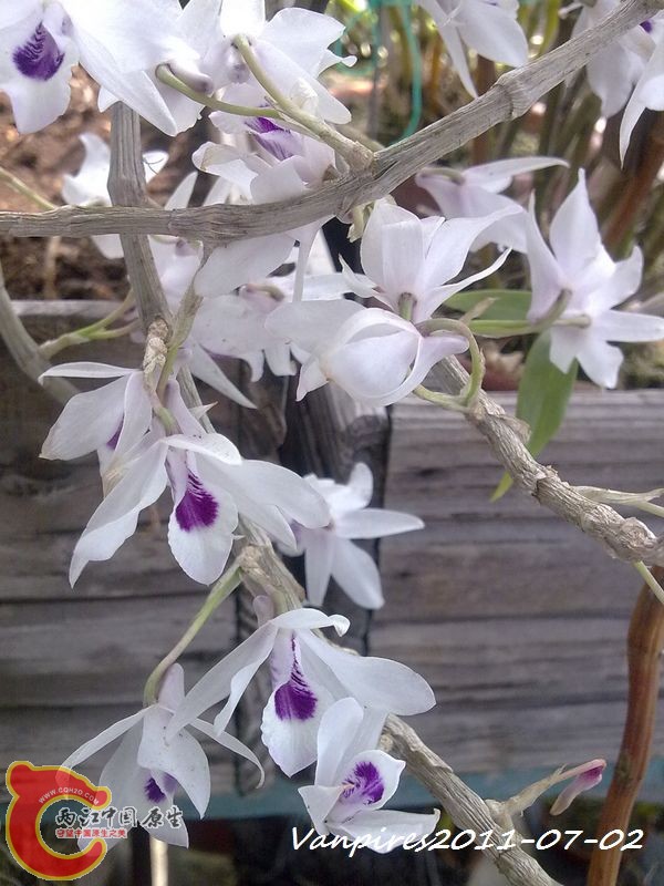 20110702392　Den.transparens紫婉石斛.jpg
