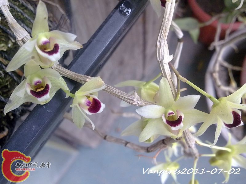 20110702391　铁皮石斛.jpg