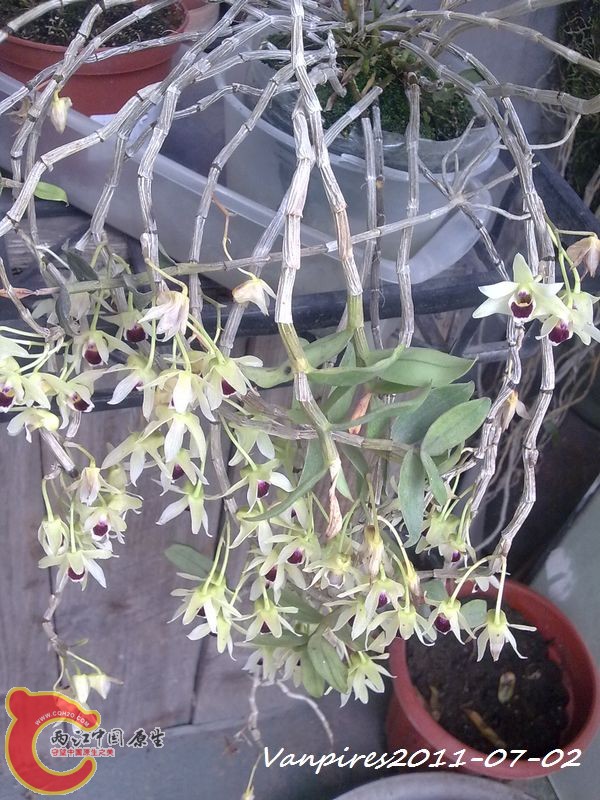20110702398　铁皮石斛.jpg