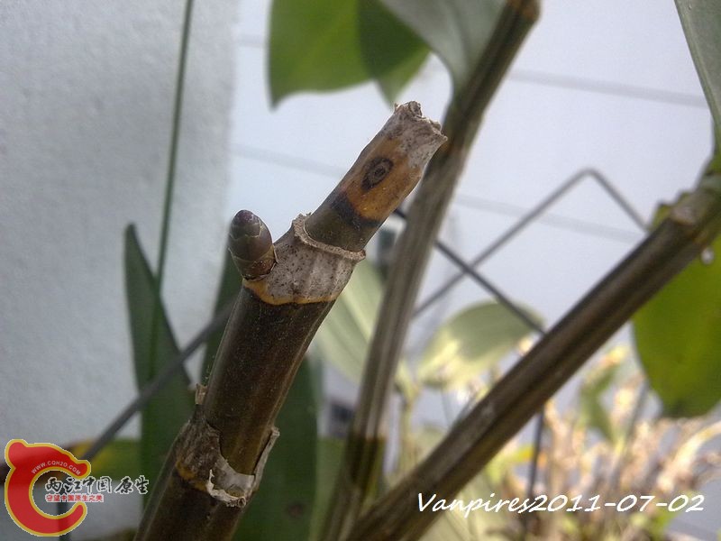 20110702407　Den.amabile粉红灯笼石斛.jpg