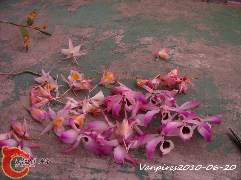 IMG_0218花瓣.JPG