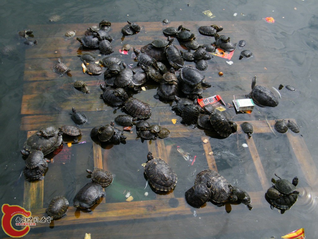 N1.jpg
