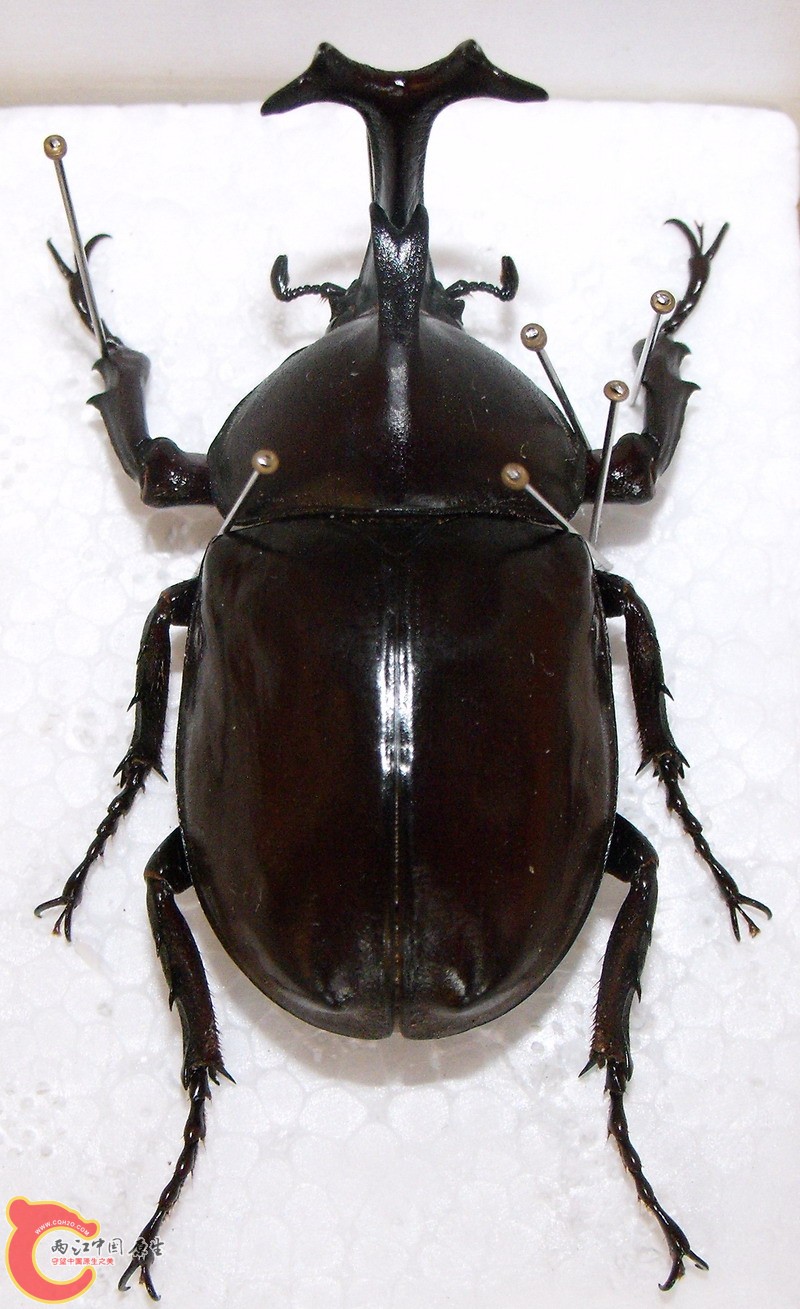 DSCF8795.jpg