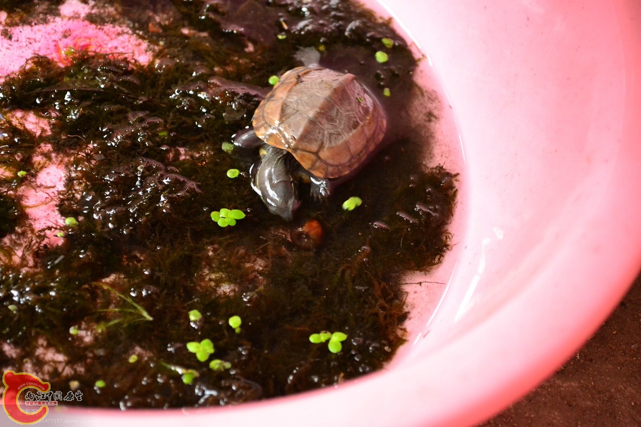 草龟吃苹果螺 (2).jpg