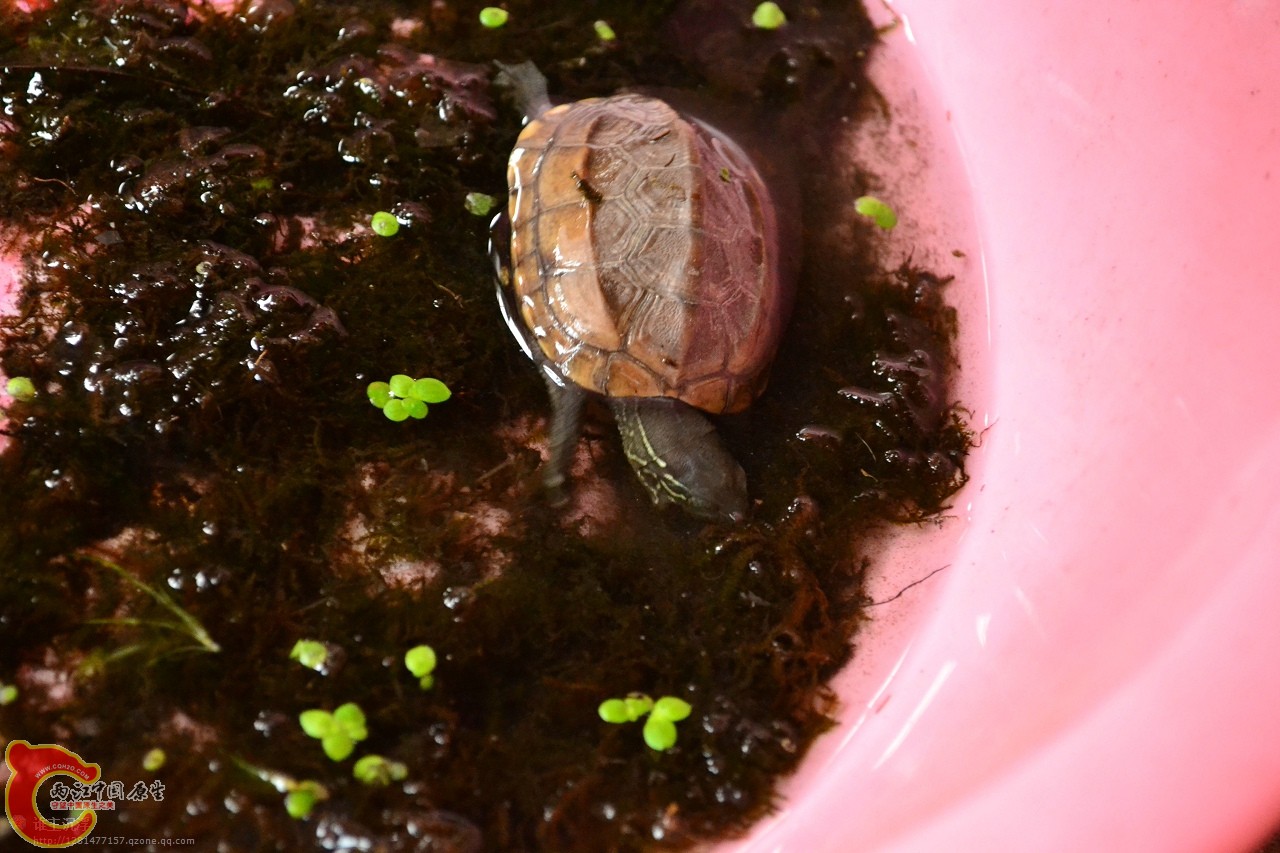 草龟吃苹果螺 (3).jpg