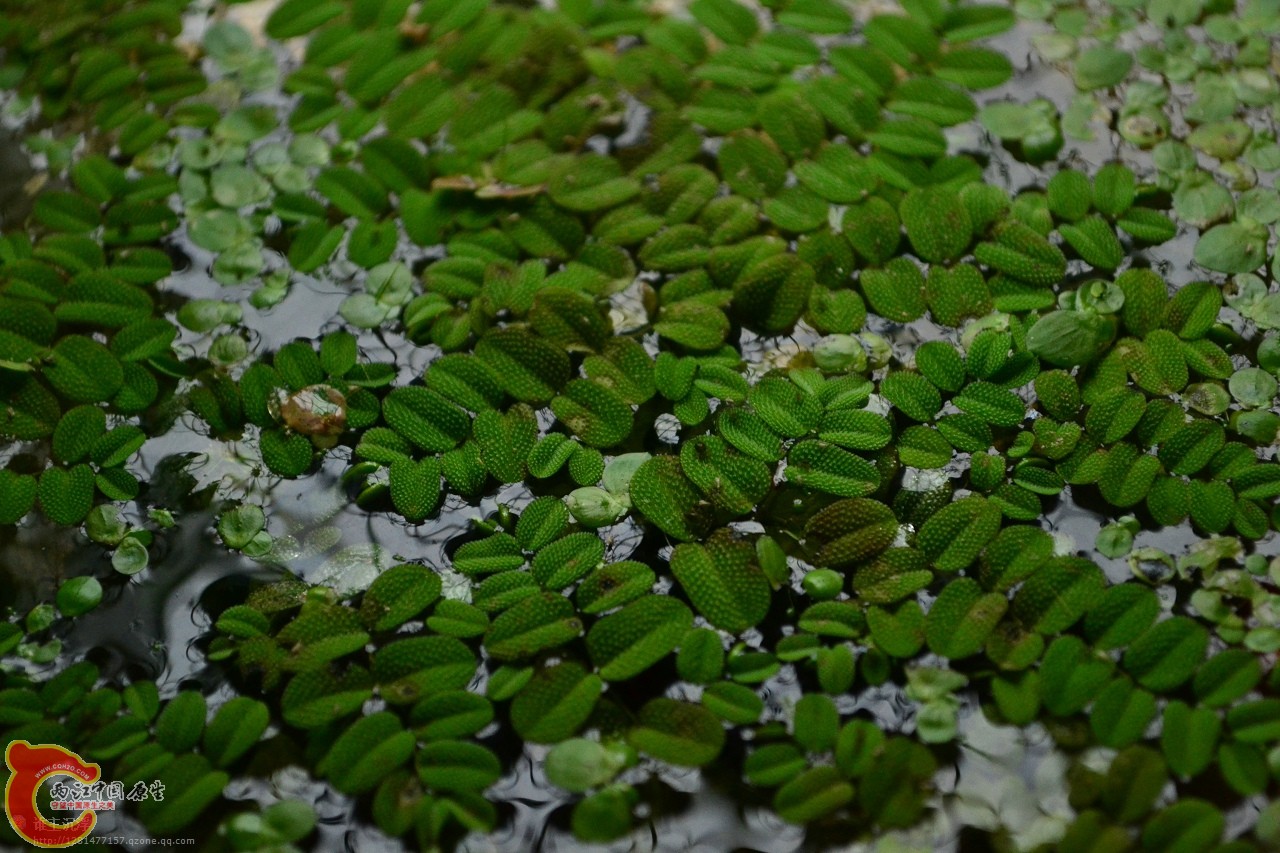 槐叶萍.jpg