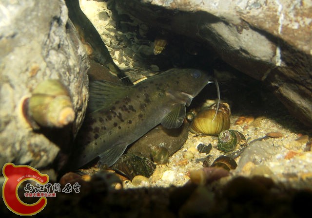 DSCF5610.jpg