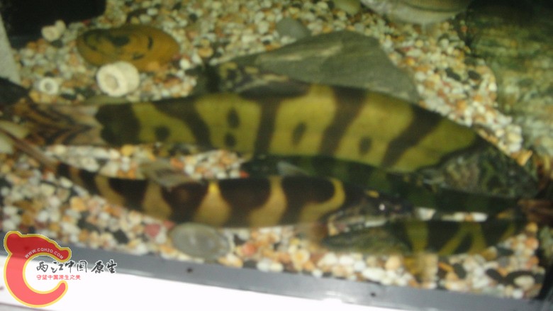 DSC05826_缩小大小.JPG