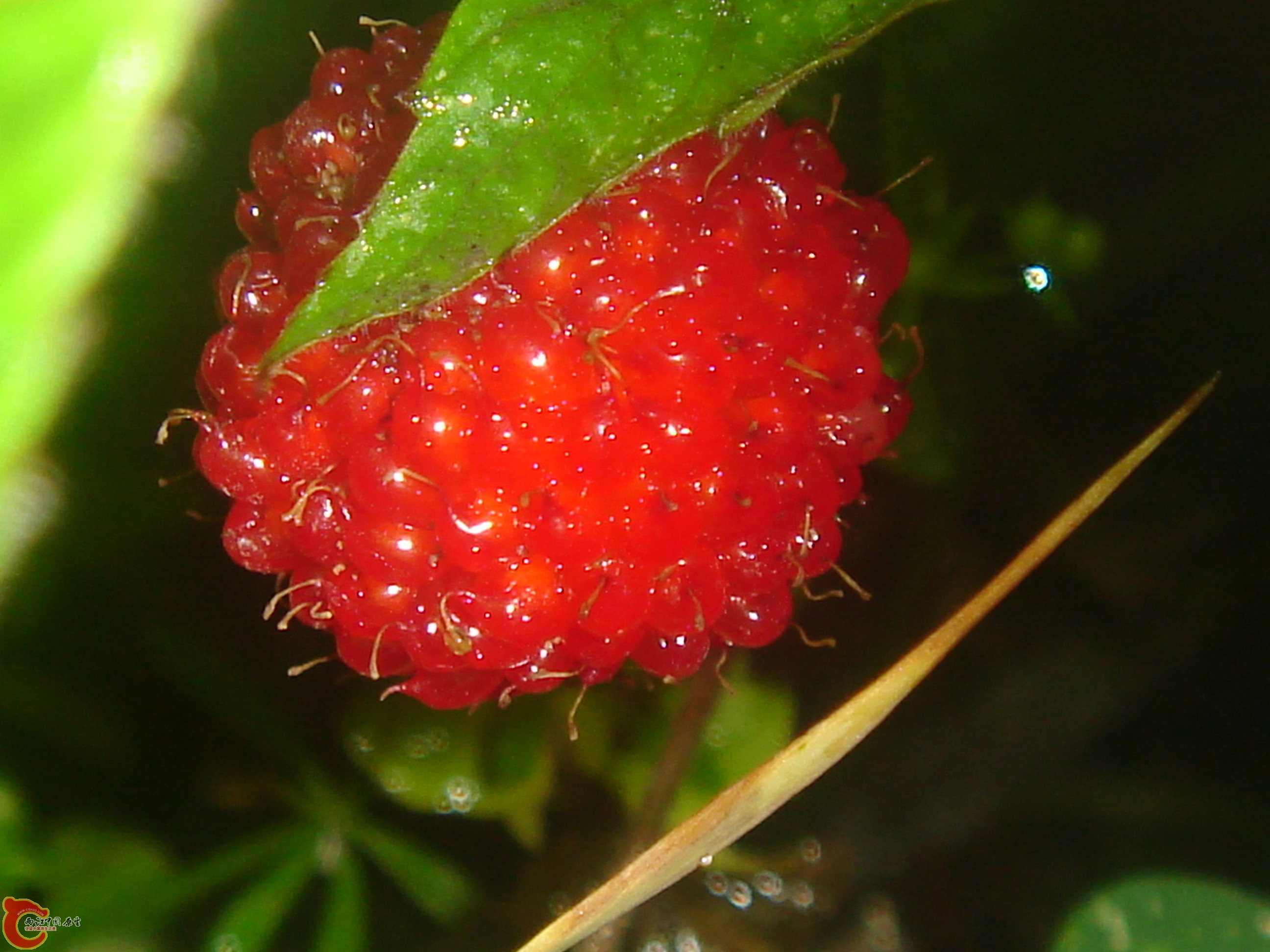 DSC03611.JPG