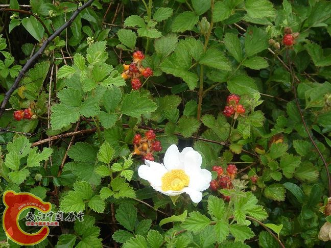 DSC03795.JPG
