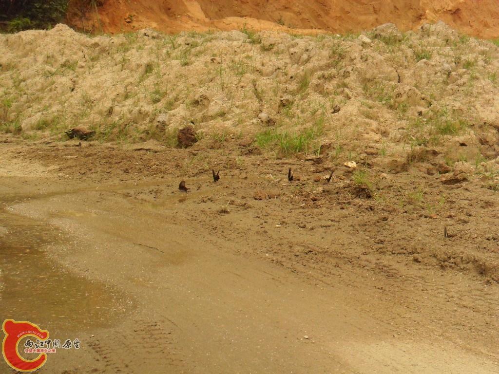 SDC17220.JPG