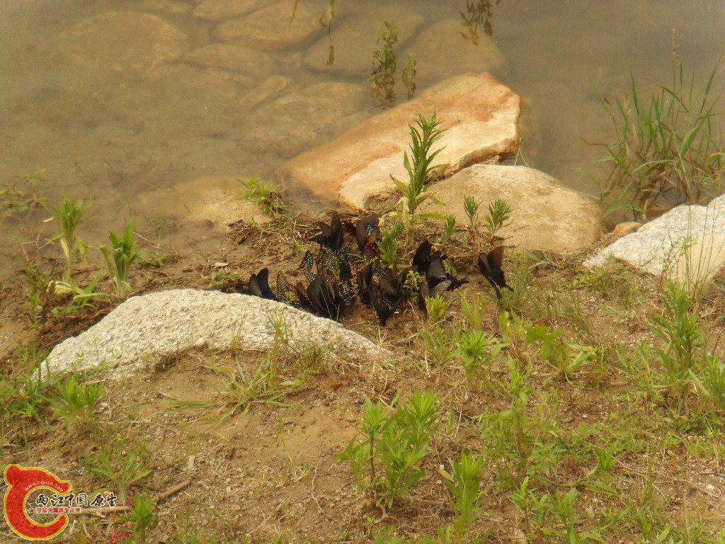 SDC17226.JPG
