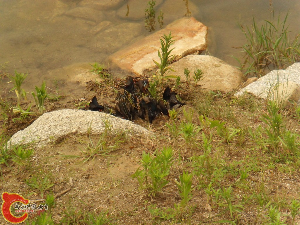 SDC17227.JPG