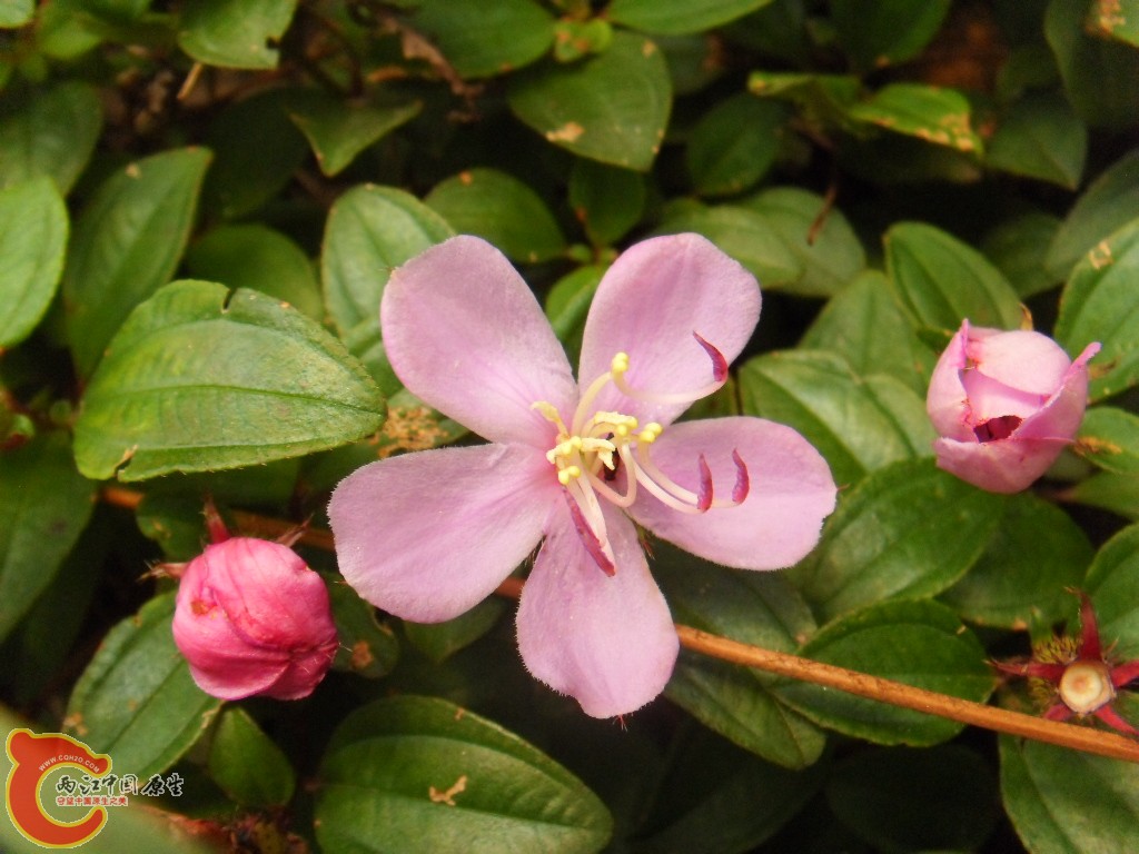 SDC17243.JPG