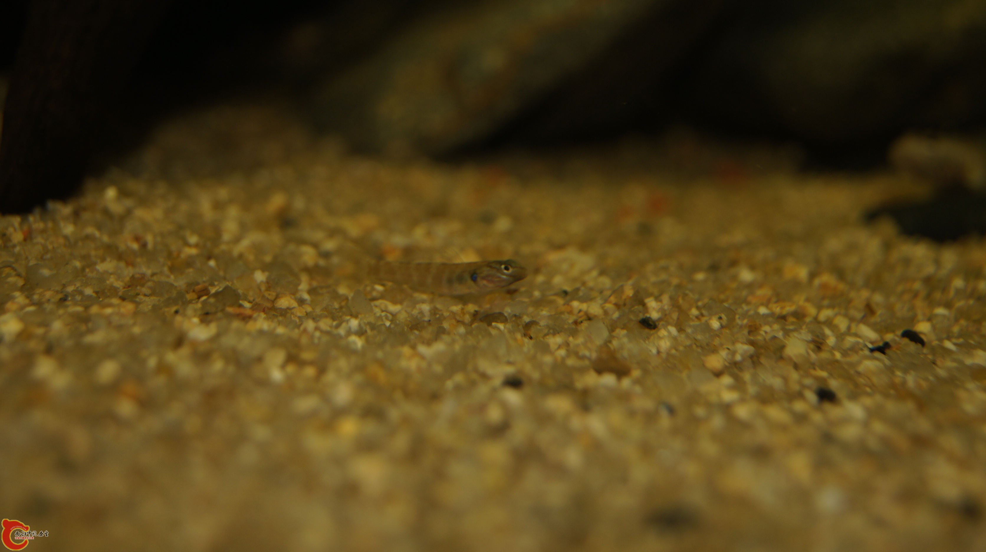 台灣吻蝦虎幼魚.jpg