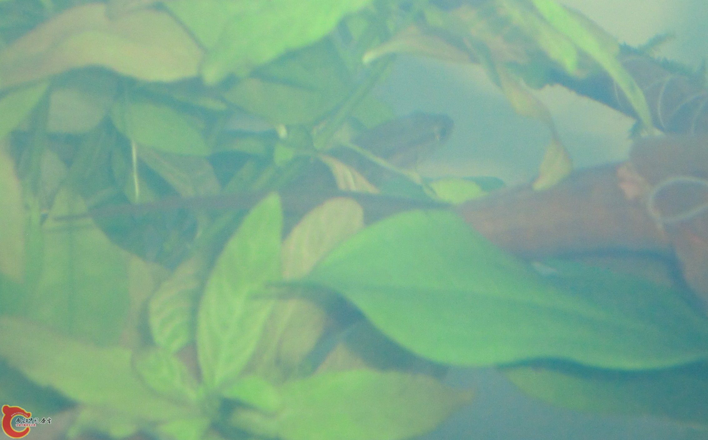 黑鱼和小黄鳝的尾巴