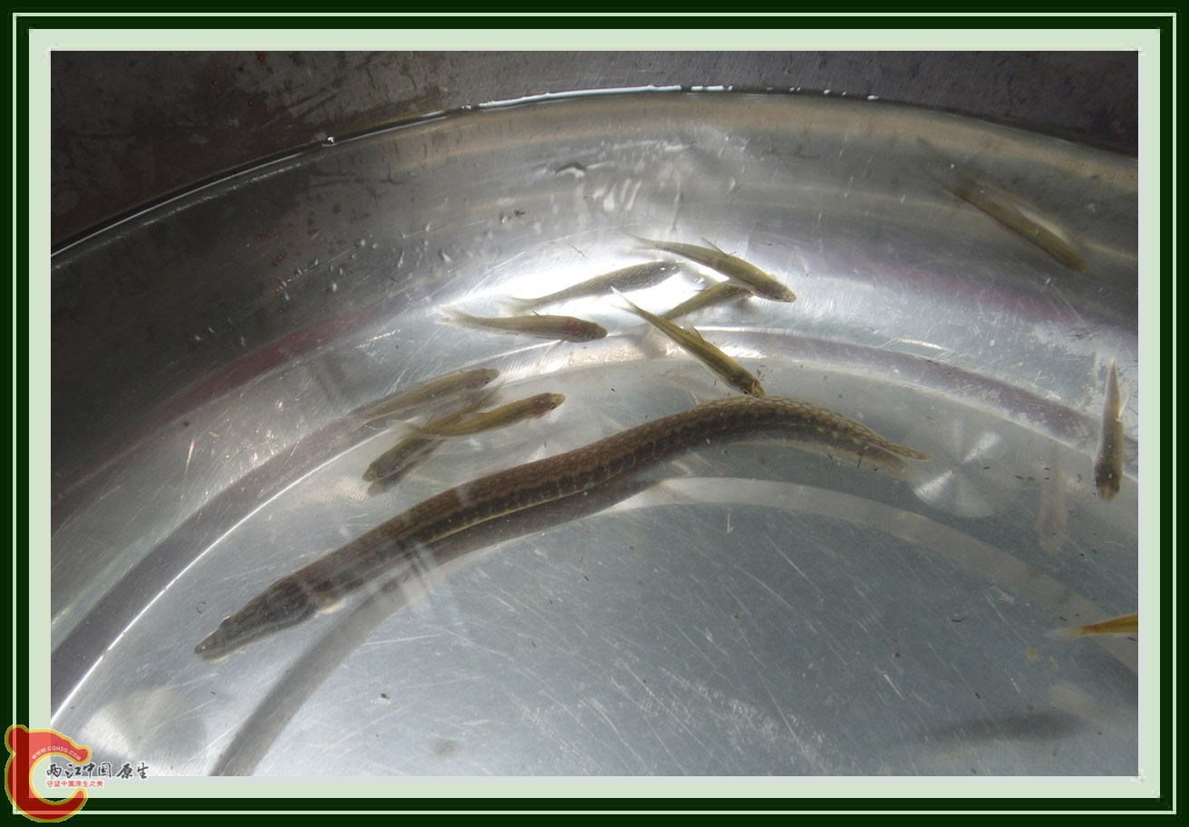 刺鳅DSC00596.JPG