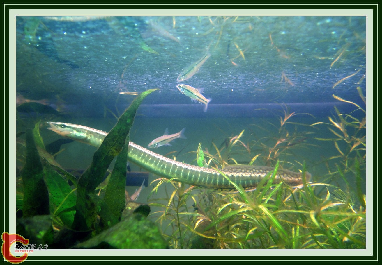 刺鳅DSC00604.JPG