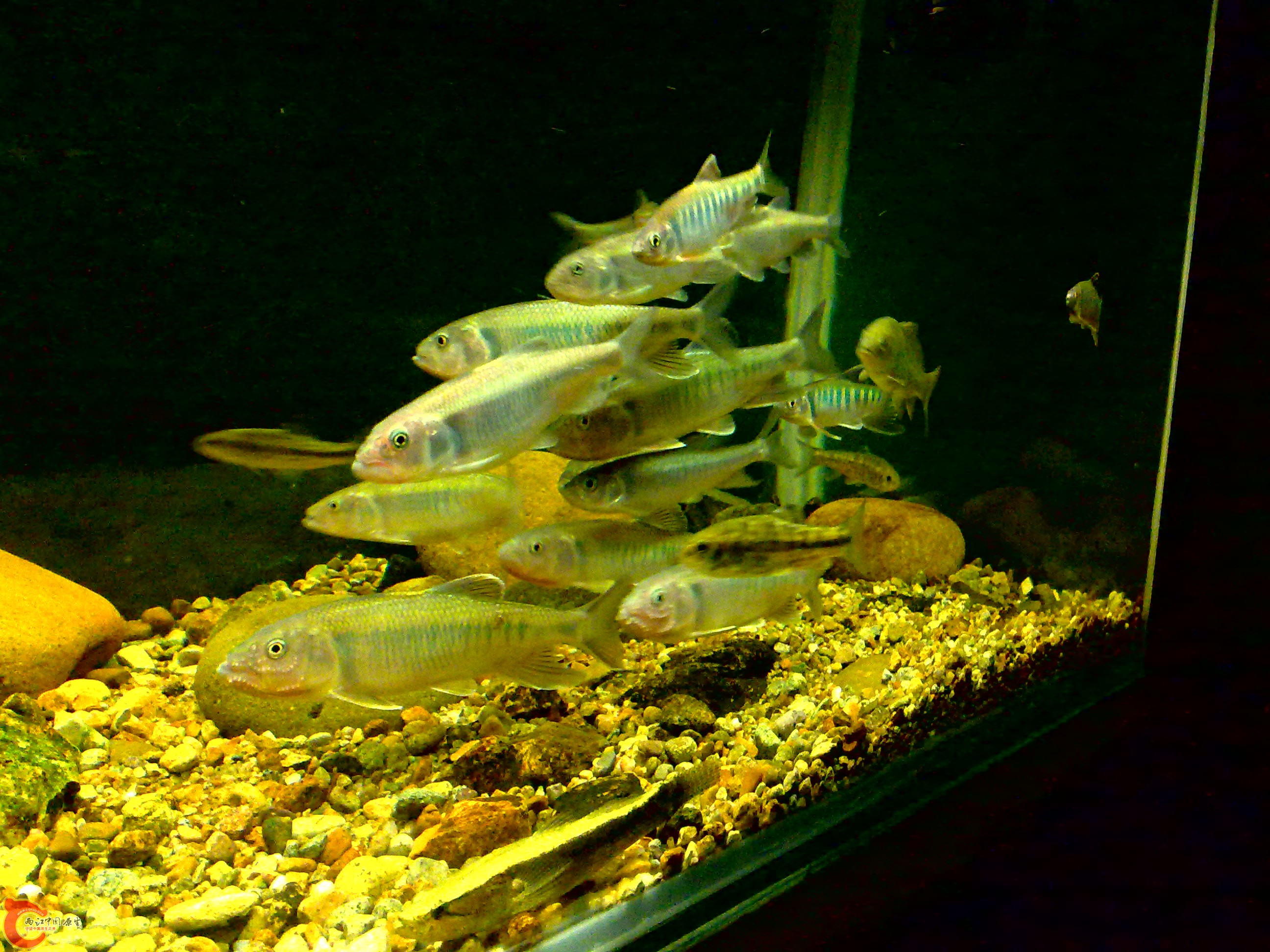 20110712733.jpg