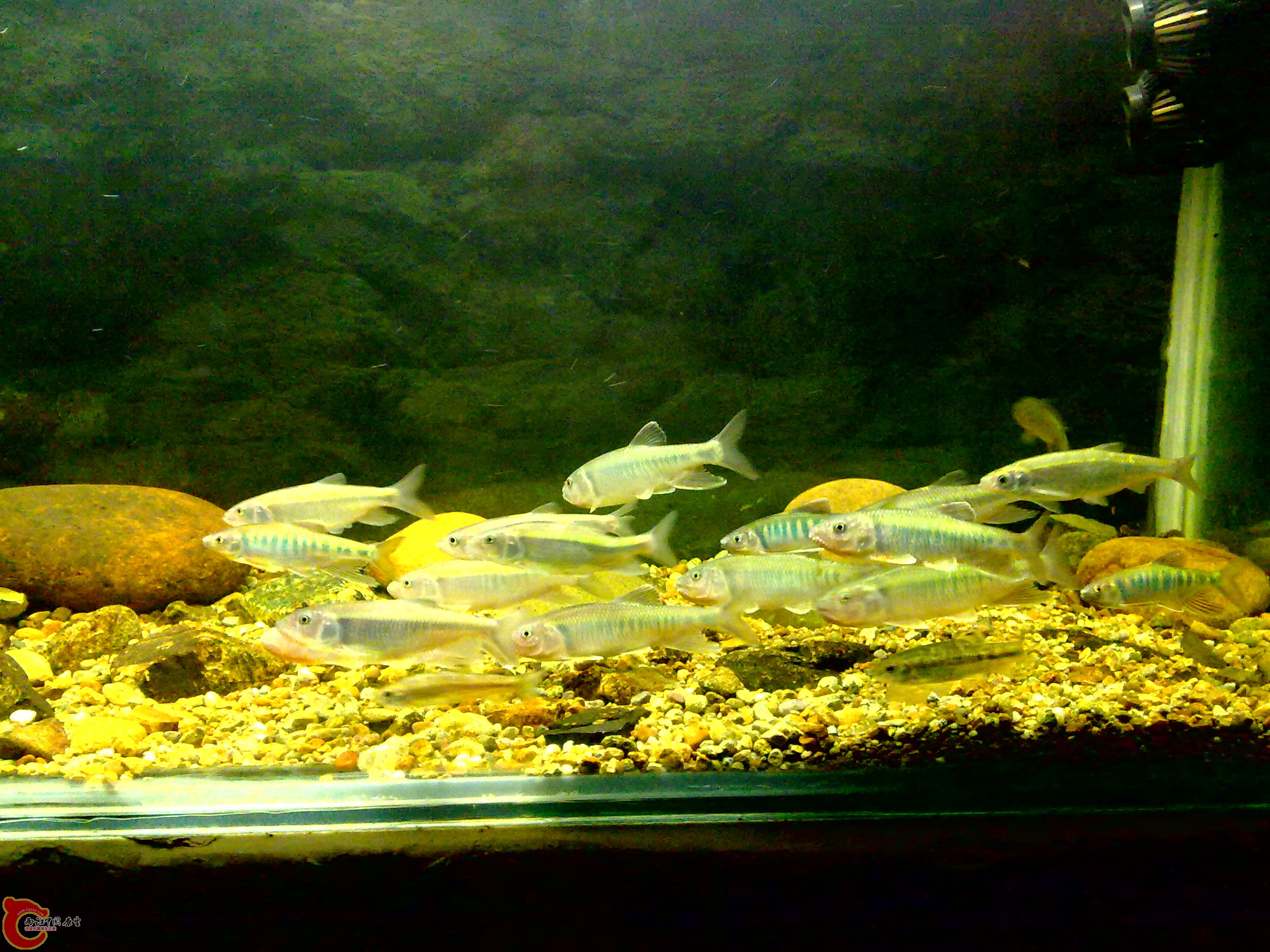 20110712722.jpg