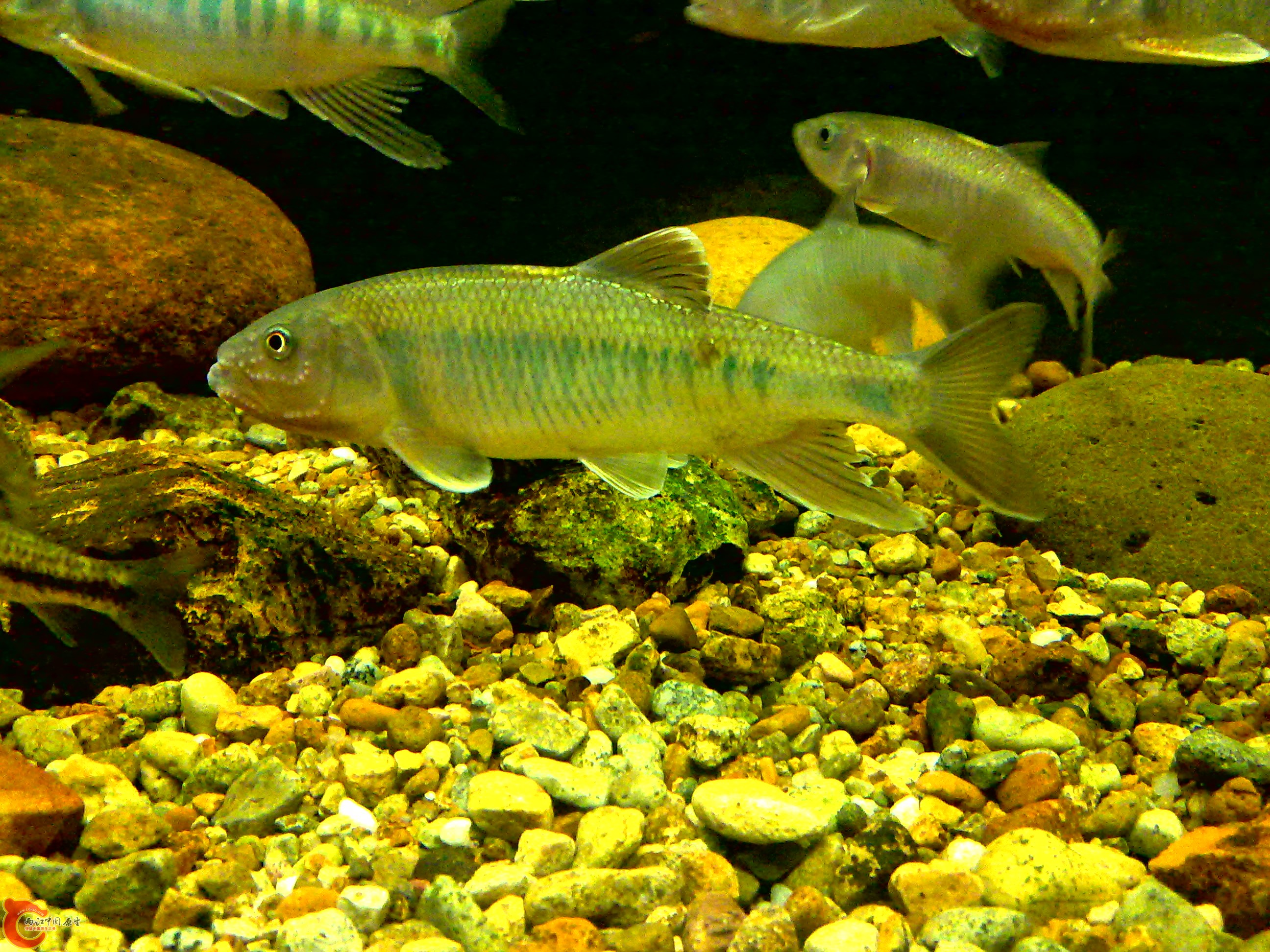 20110712739.jpg