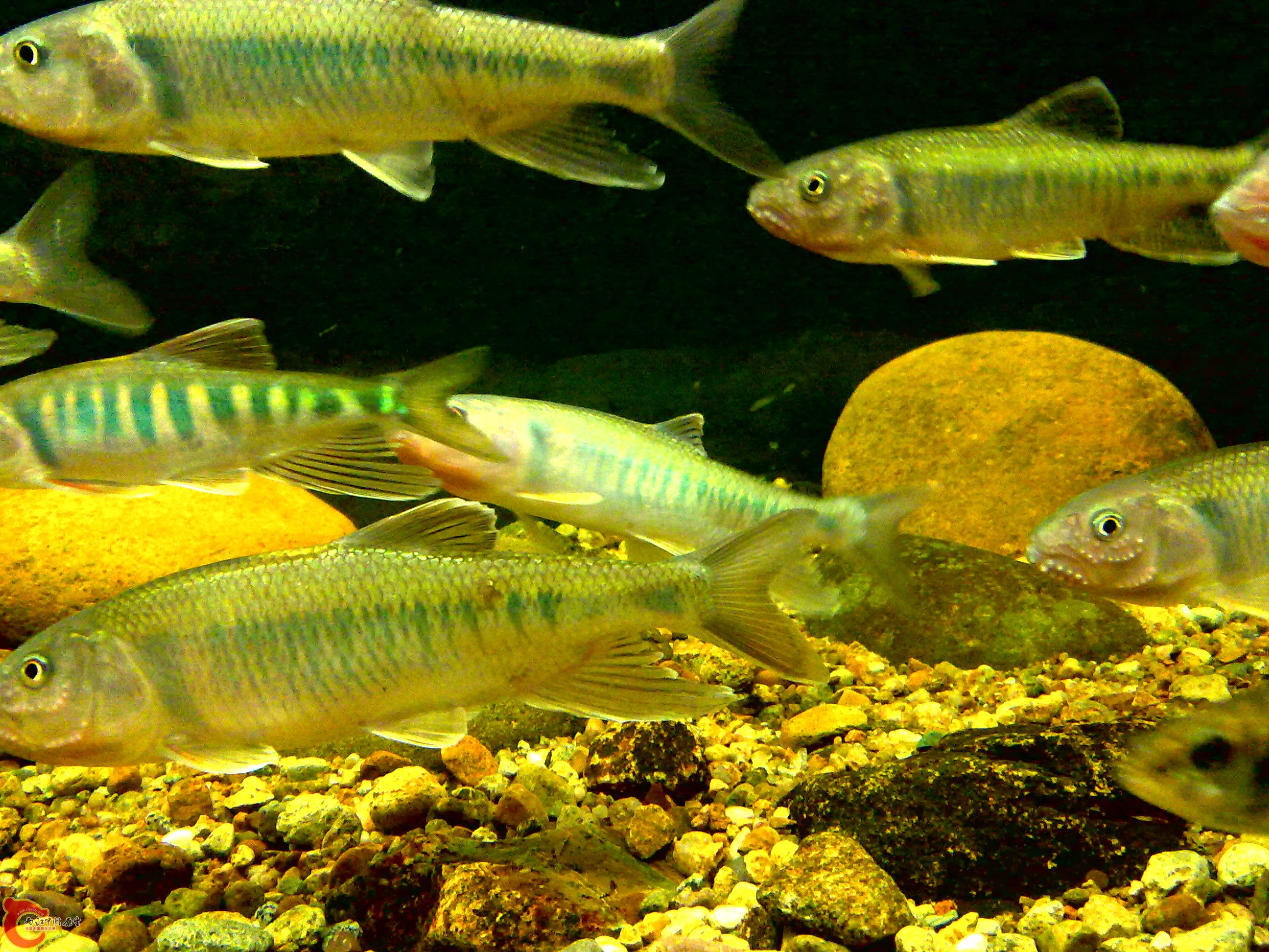 20110712740.jpg