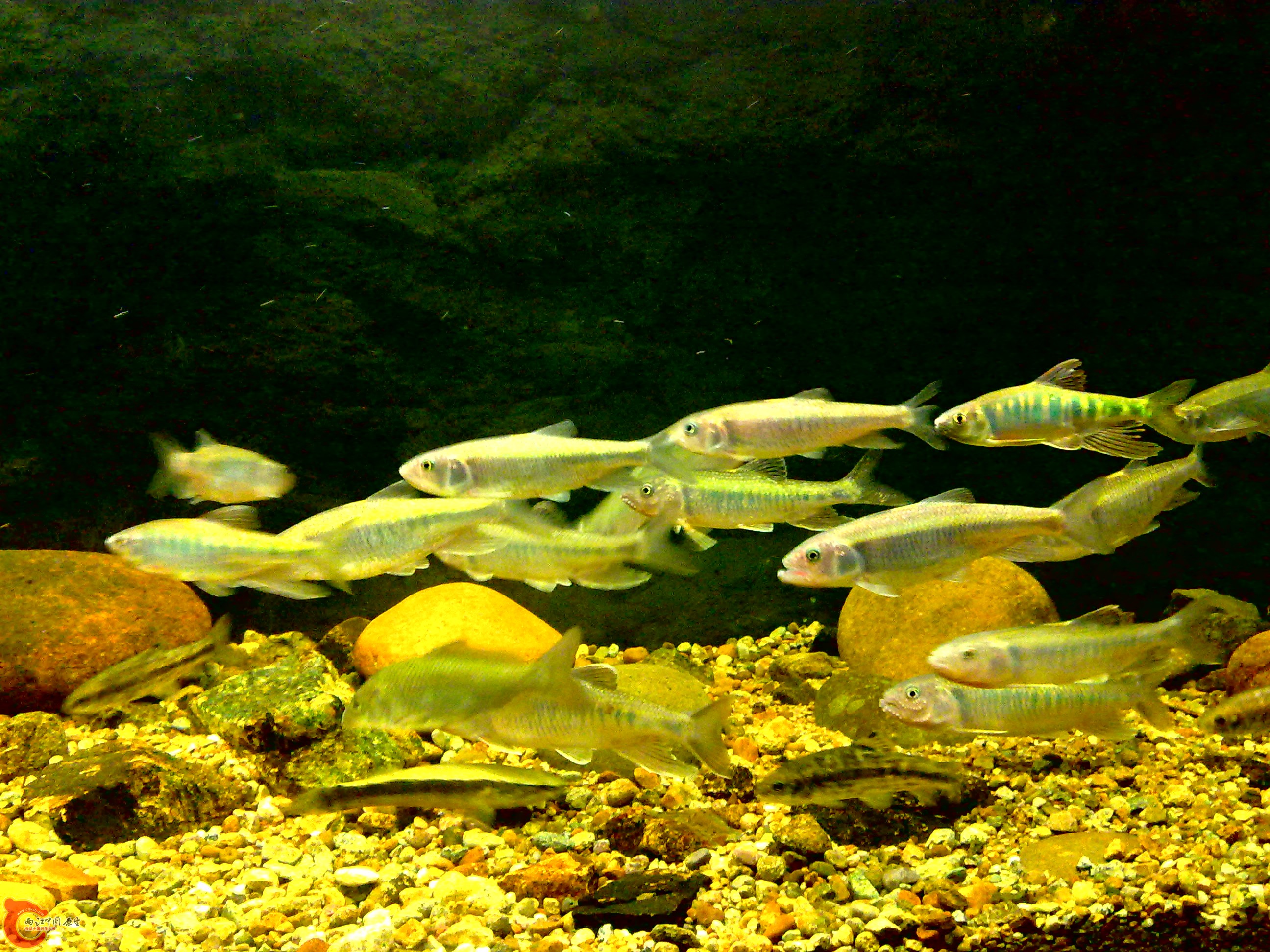 20110712741.jpg